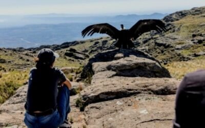 DOS CONDORES ANDINOS REGRESARON A LOS CIELOS