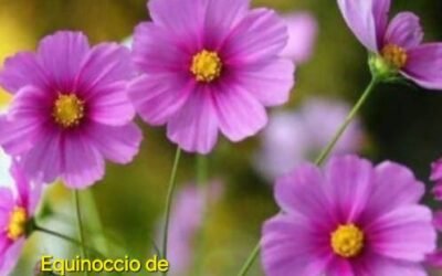 LA PRIMAVERA LLEGARA MAÑANA 22 DE SEPTIEMBRE