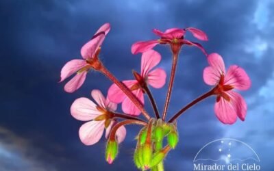 CONRADO KURTZ NOS EXPLICA ¿POR QUÉ LA PRIMAVERA COMIENZA EL 22 DE SEPTIEMBRE?