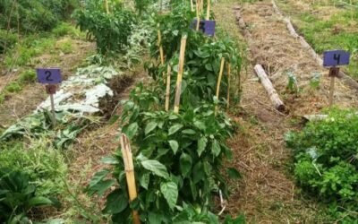 BOLSONES DE VERDURA Y JORNADA DE HUERTAS EN MORON SURCO