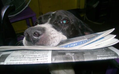 EL 23 DE SEPTIEMBRE SE CELEBRA EL DIA DEL PERRO ADOPTADO