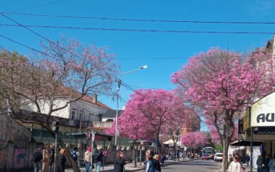 PRIMAVERA EN CRISOLOGO LARRALDE AL 700 DE MORON , LA CALLE DE LOS LAPACHOS ROSA